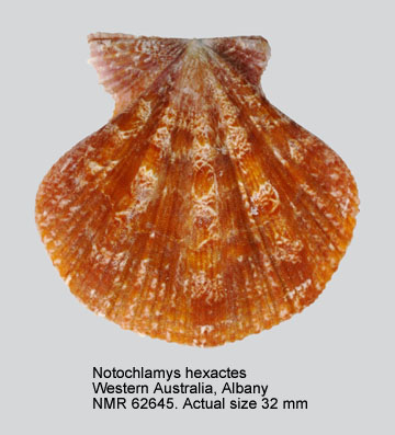 Notochlamys hexactes (2).jpg - Notochlamys hexactes([Péron in] Lamarck,1819)